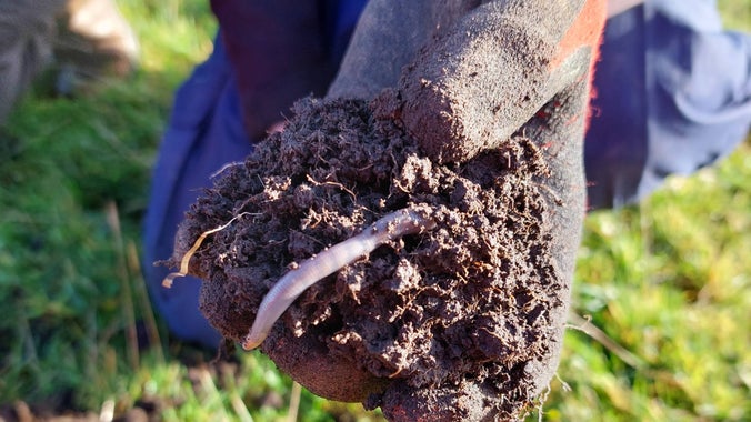 A hand holding a soil sample with a worm in the sample